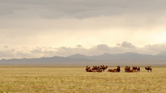 Viajar a Mongolia